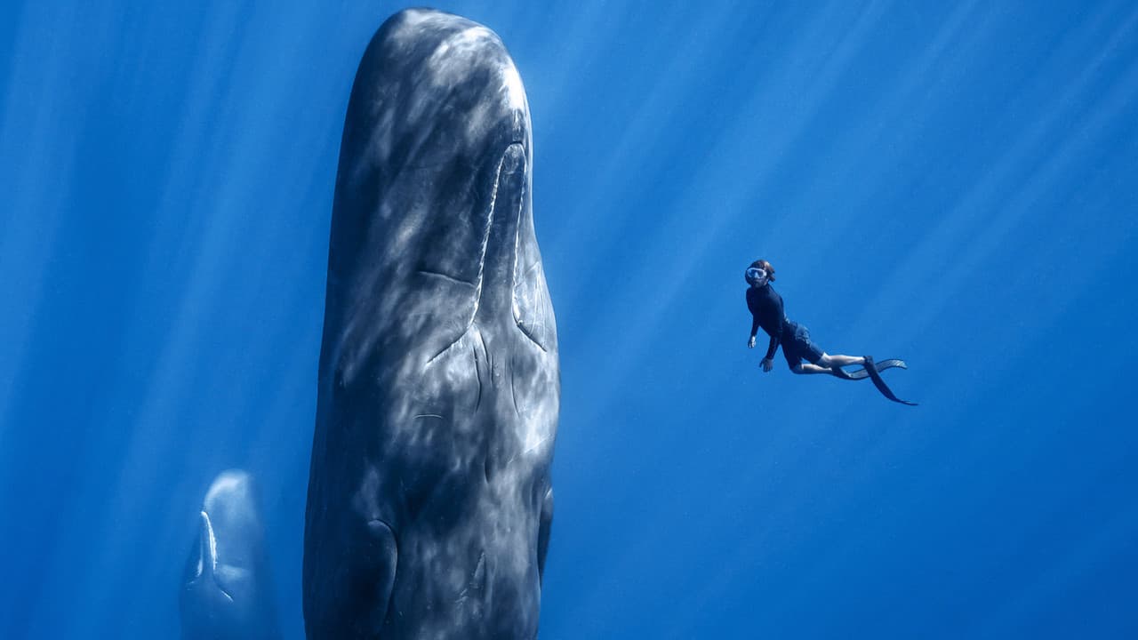Patrick y las ballenas