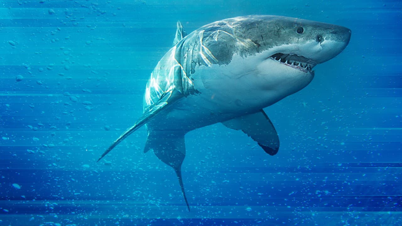 Juego de tiburones