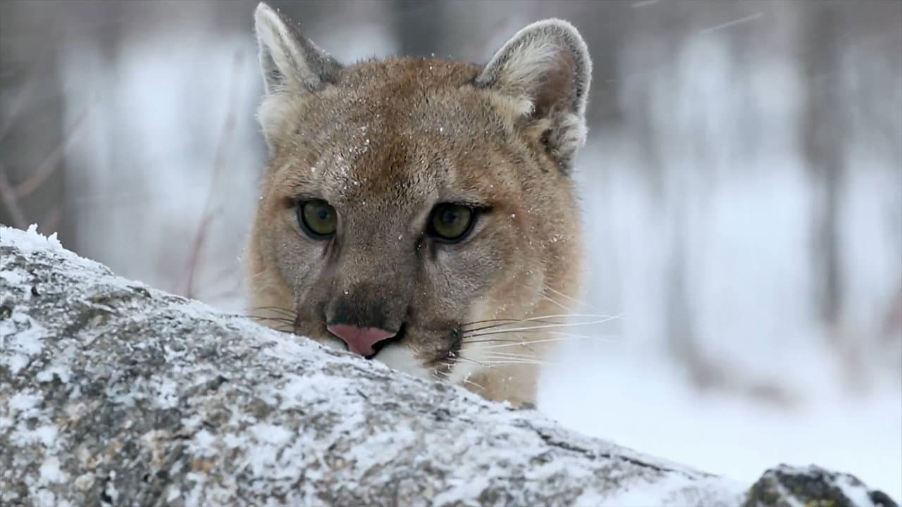 Puma, le fantôme du Gévaudan