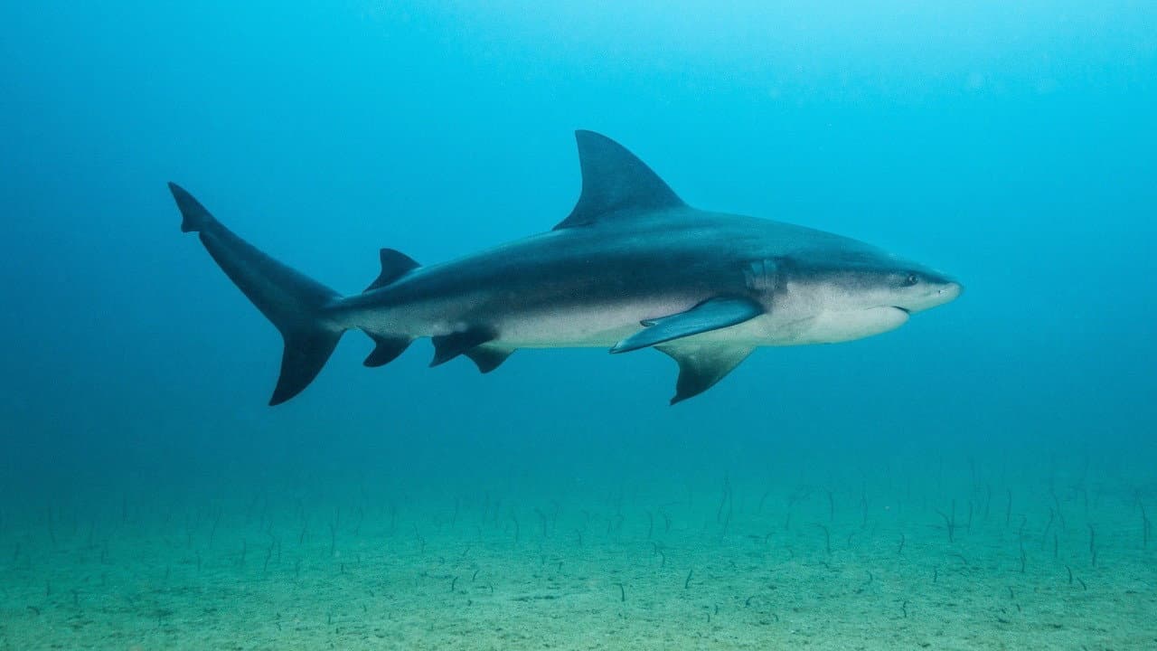 Tiburón toro invasor