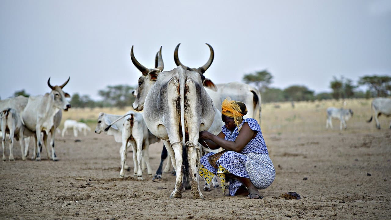 El sistema de la leche