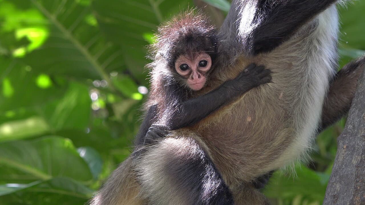 Nuestra naturaleza: la llamada de la selva
