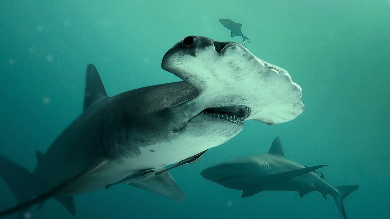 Tiburón toro vs. tiburón martillo