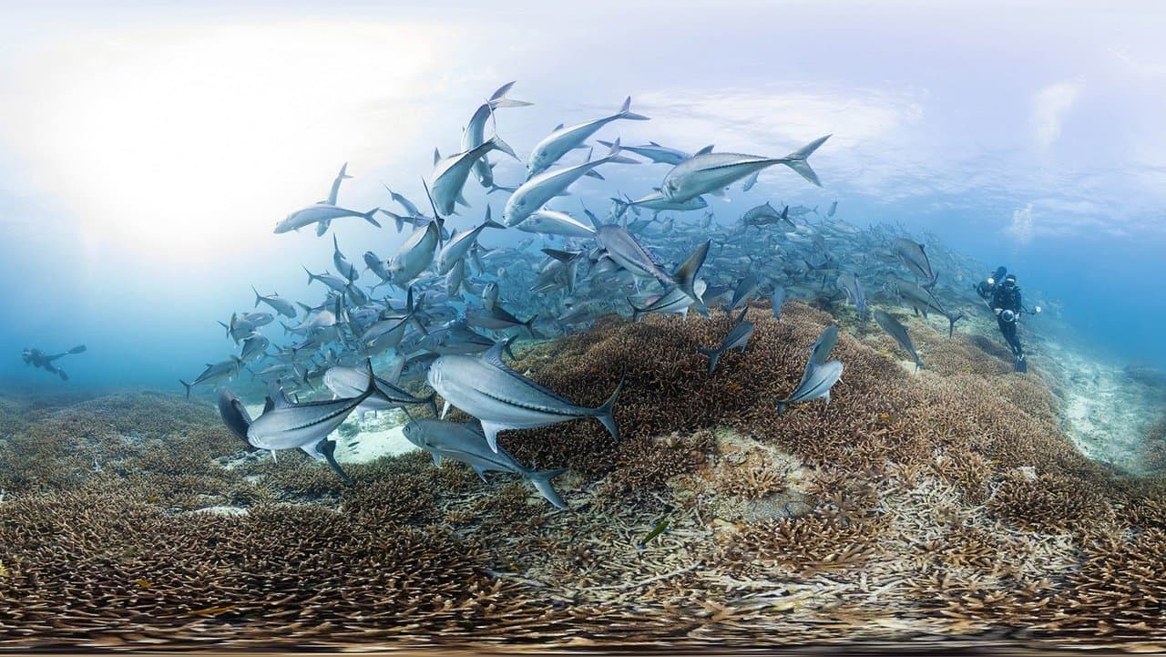 En busca del coral