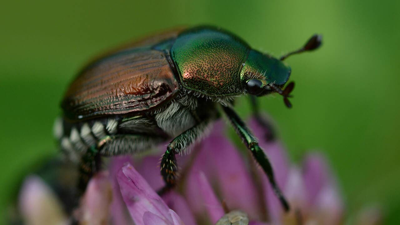 Fabelhafte Insekten - Käfer