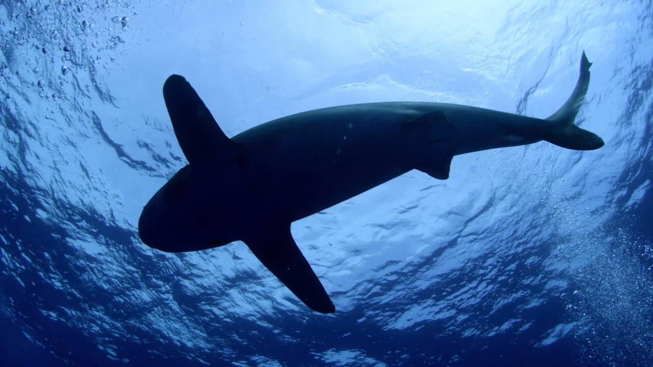 Bucear entre tiburones