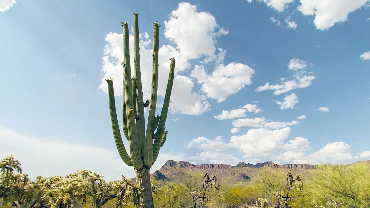 Hotel Cactus