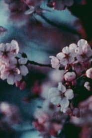 Cherry Blossoms