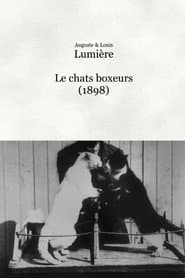 Les chats boxeurs