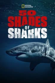 La vida secreta de los tiburones