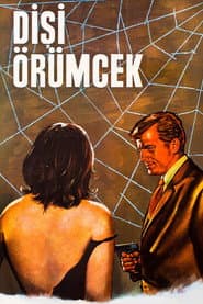 Dişi Örümcek