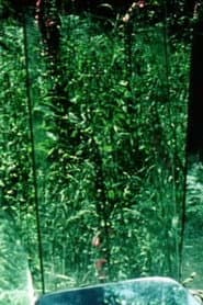 Peripeteia II