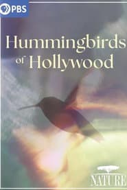 Hummingbirds of Hollywood