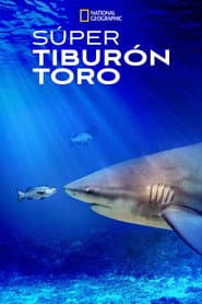 El tiburón toro mas grande del mundo