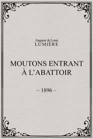 Moutons entrant à l'abattoir