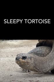 Sleepy Tortoise