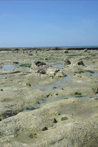 Stone